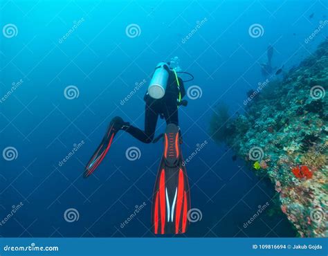 Back View Of Scuba Diver Exploring Coral Reef Stock Photo Image Of