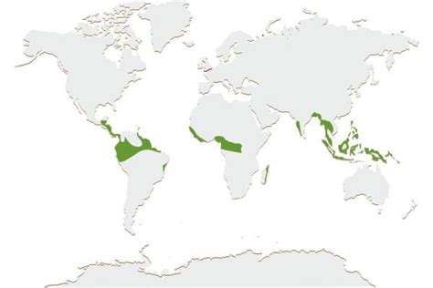 Climat équatorial Définition caractéristiques flore et faune