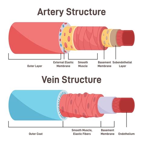 13 Artery Vs Vein Structure Diagram Images, Stock Photos, 3D objects ...