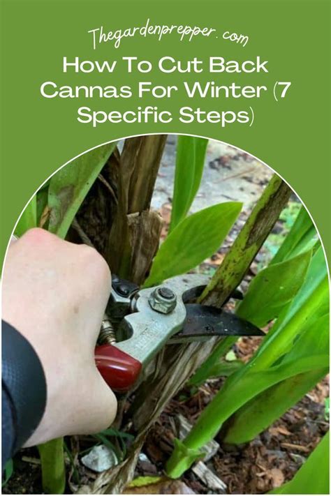 How To Cut Back Cannas For Winter Specific Steps Canna Lily