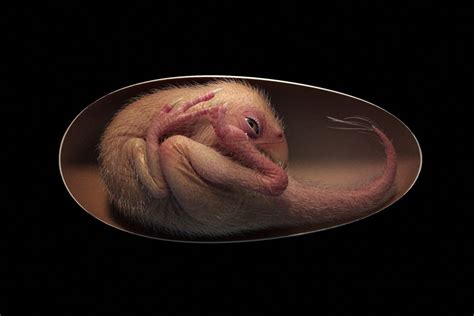 Scientists Find Perfectly Preserved Dinosaur Embryo Curled Up And Ready