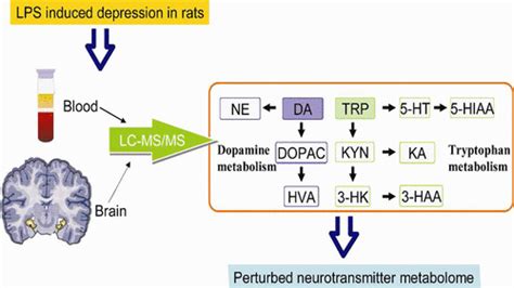 Quantitative Analysis Of Neurochemical Panel In Rat Brain And Plasma By