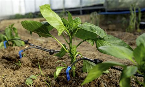 El Impacto Del Riego Sobre La Producci N Agr Cola Ucsm