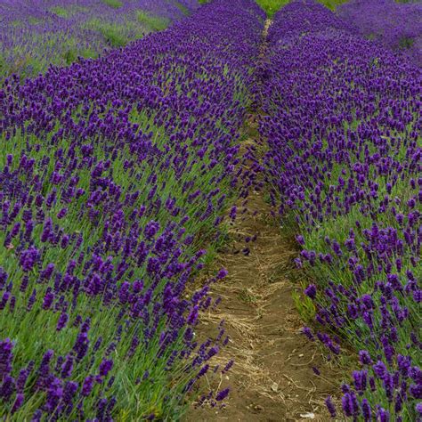 Lavandula Angustifolia Imperial Gem