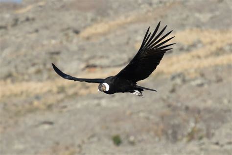 Größter Vogel der Welt Diese Vögel sind rekordverdächtig