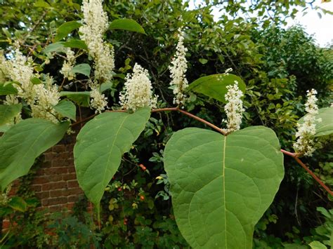 Japanese Knotweed A Colourful History Conservation Land Services Ltd