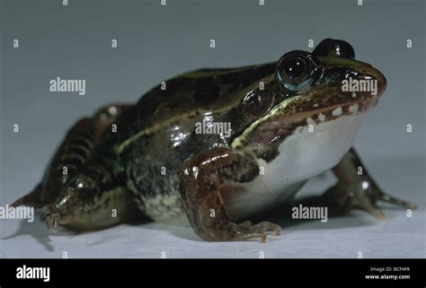 Mascarene Frog Ptychadena Mascareniensis Stock Photo Alamy