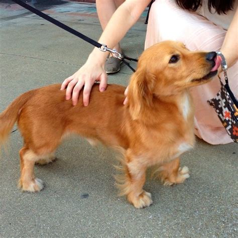 Golden Retriever Dachshund Mix What Makes A Home Pinterest