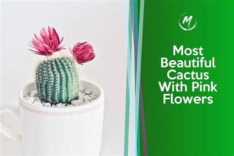 Most Beautiful Cactus With Pink Flowers Blooms On Top