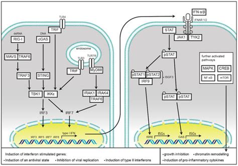 Type I Interferons Encyclopedia Mdpi