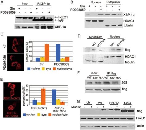 Phosphorylation Of Xbp U By Erk Is Critical For The Increased