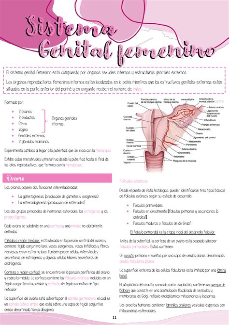 Solution Sistema Genital Femenino Histologia Cuadro Sinoptico Studypool