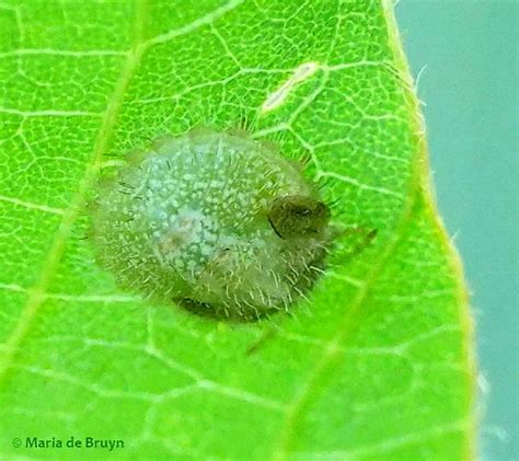 Kudzu Bug Nymph Megacopta Cribraria Bugguidenet