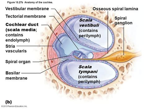 Cochlear Duct Anatomy