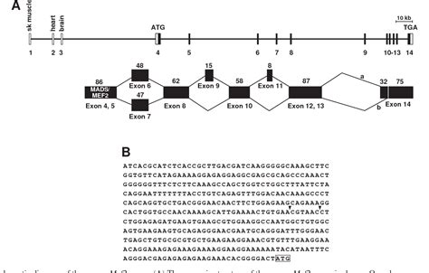 Figure 1 From The Mef 2 C Gene Is A Direct Transcriptional Target Of