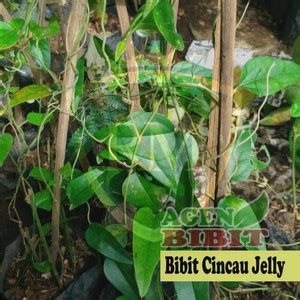 Jual Bibit Tanaman Cincau Jelly Rambat Pohon Daun Cincau Hijau Herbal