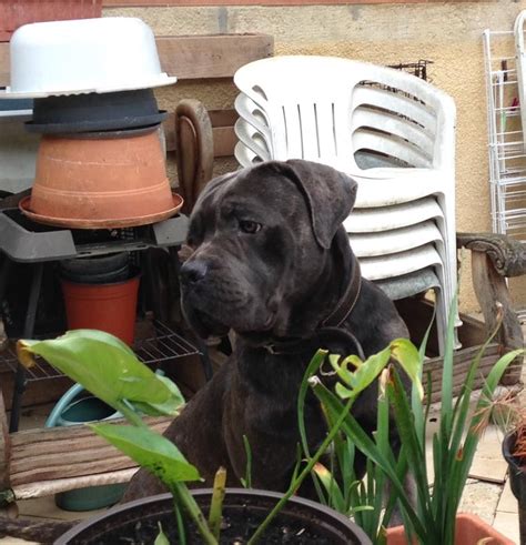 Chien Cane Corso Nikita Des Anges De La Nuit Noire