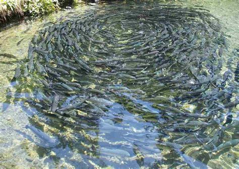 Fish Farming License, Guidelines, Permission in India | Agri Farming