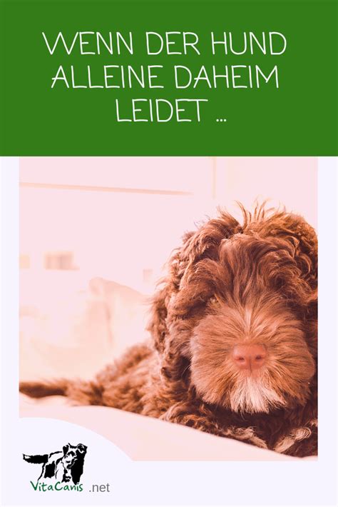 Warum Dein Hund Probleme Mit Dem Alleinsein Hat Training