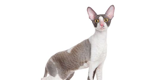 Le Cornish Rex Caractère Et Alimentation De La Race Le Monde Des