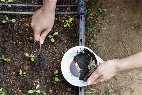 The Best Ways To Reuse Coffee Grounds And Tea Leaves LeafScore