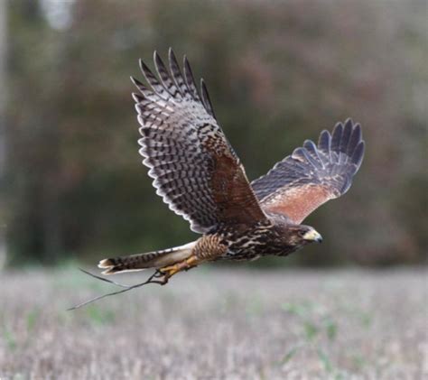 Falconry Services