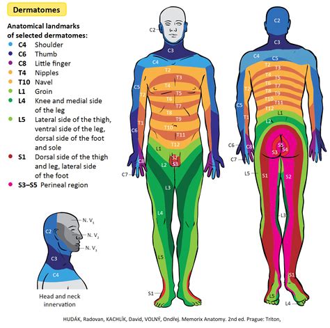 Dermatome Map Head