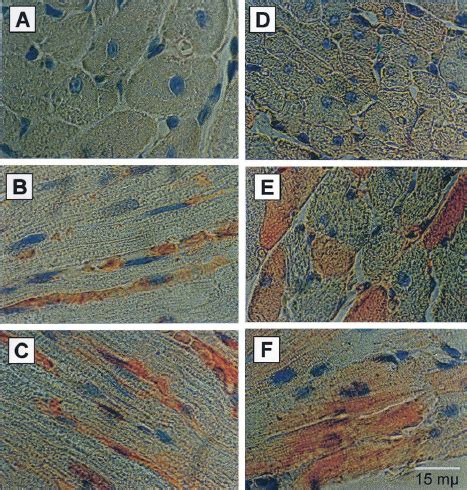 Immunohistochemistry For Enos And Inos In Paraf Fi N Embedded Sections