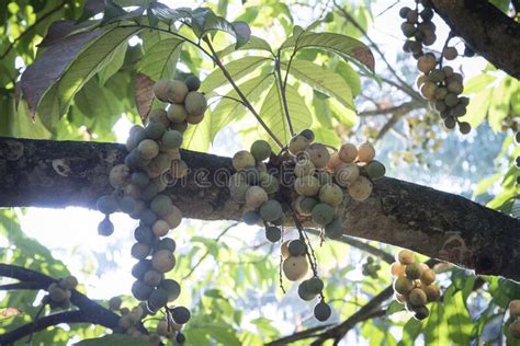 Plentiful of Lansium Parasiticum Fruit Ready for Harvest Stock Photo ...