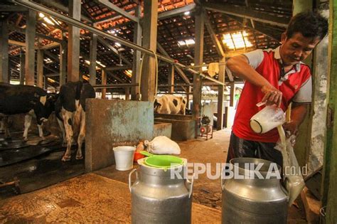 Cerita Sisa Sisa Peternakan Sapi Perah Di Jakarta Republika Online