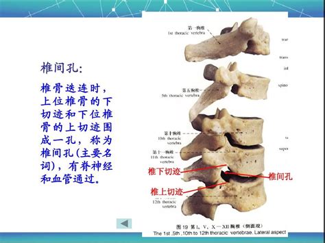 脊柱区局部解剖学word文档在线阅读与下载无忧文档