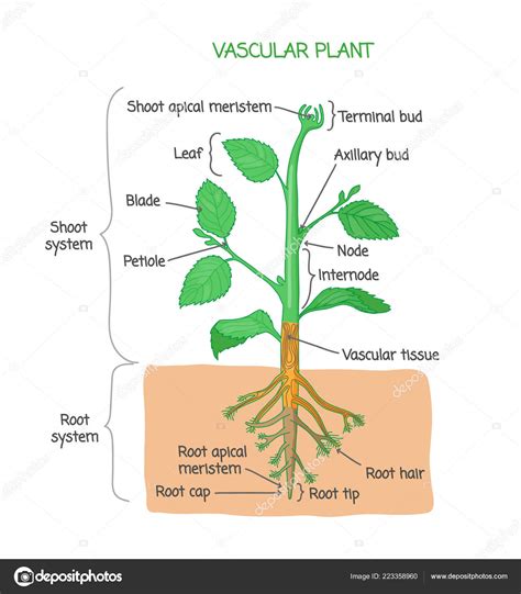 Label The Plant Diagram Diagrams Labeled