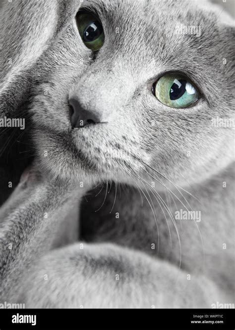 Portrait of funny Russian blue cat with green eyes Stock Photo - Alamy