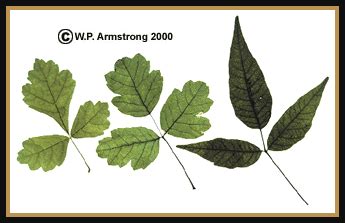 Leaf Terminology Part