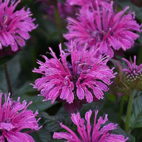 Upscale Lavender Taffeta Bee Balm Fragrant Colorful Blooms Attract