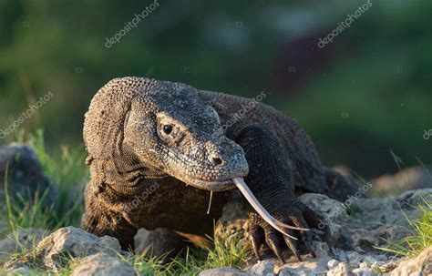 El dragón Komodo huele el aire con su lengua bifurcada Nombre