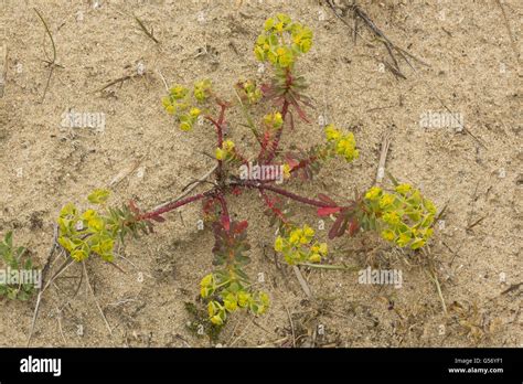 Portland Spurge Euphorbia Portlandica Flowering Growing Prostrate On