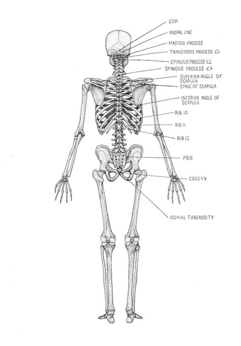 Posterior Skeleton Labeled