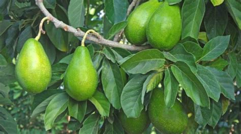 Propiedades y características del aguacate Archivi Un Mondo