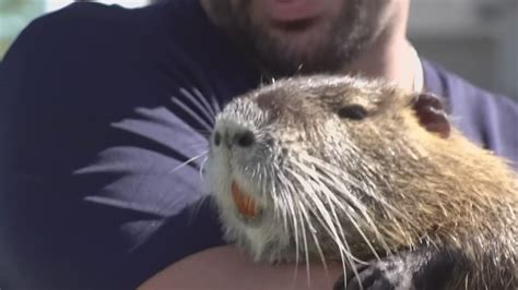 Viral Neuty the Nutria wanted by Louisiana Wildlife and Fisheries | wwltv.com