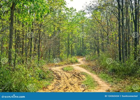 Tropical Dry Deciduous Forest Stock Photo - Image of background ...