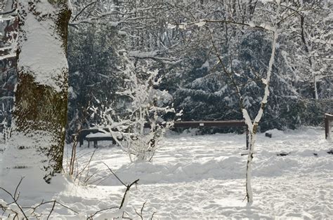 Banco De Imagens Panorama árvore Natureza Ramo Neve Frio