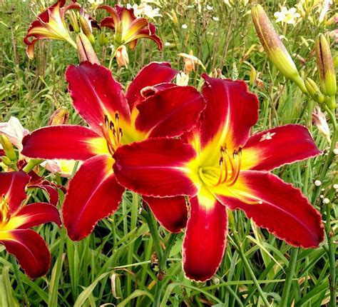 Daylily Hemerocallis Red Sally In The Daylilies Database