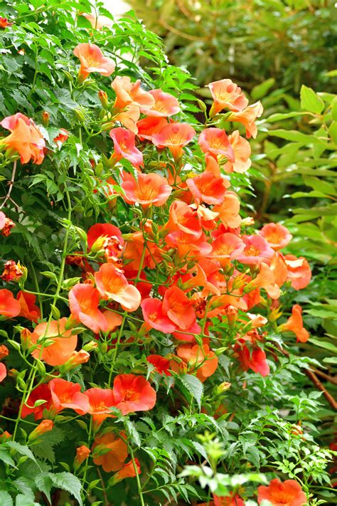 Vines And Flowers