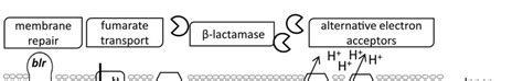 Schematic model summarizing the main metabolic consequences of ...