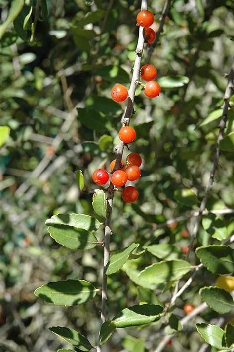 Weeping Yaupon Holly Calloways Nursery