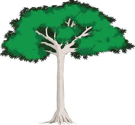 5200 Kapok Tree Stock Photos Pictures And Royalty Free Images Istock