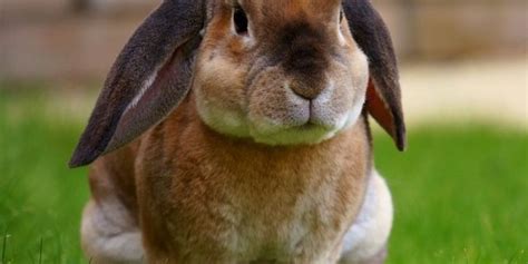 Farming Rabbit Farming In Ireland Newstalk