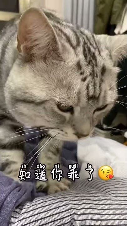 操碎了心的小猫咪，为了帮老父亲脱单，竟然学会了叫妈～ Youtube