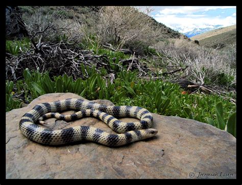 Variable Groundsnake Sonora Semiannulata Semiannulata